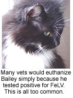 Bailey my positive, would automatically be euthanized by many vets for testing positive for FeLV.